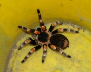 Feuerwehr im Einsatz: Spinne unterwegs