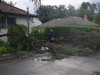 Umgestürzter Baum
