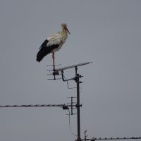 Storch in Rembrücken