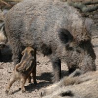 Wildschwein