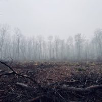 Wald bei Patershausen
