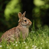 Hase